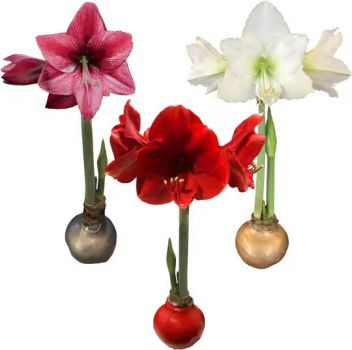 Waxed Amaryllis Bulb 28/30cm Holiday Collection—One Each Red Victory, White Denver, and Revelation